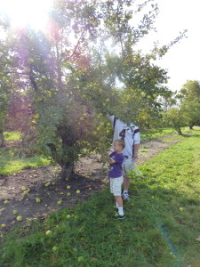 Picking apples