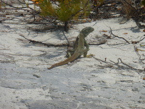One of the iguanas we saw on Iguana Island